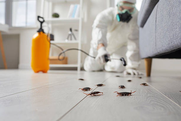 Commercial Kitchen Cockroach Control in Tampa